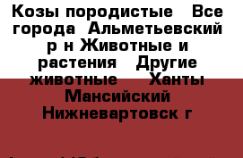 Козы породистые - Все города, Альметьевский р-н Животные и растения » Другие животные   . Ханты-Мансийский,Нижневартовск г.